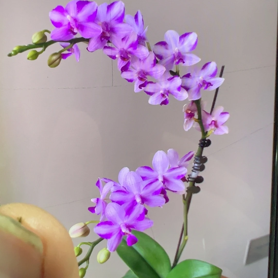 当前无花栽培后可以开花3寸双头紫水晶凑单发货一颗不发货