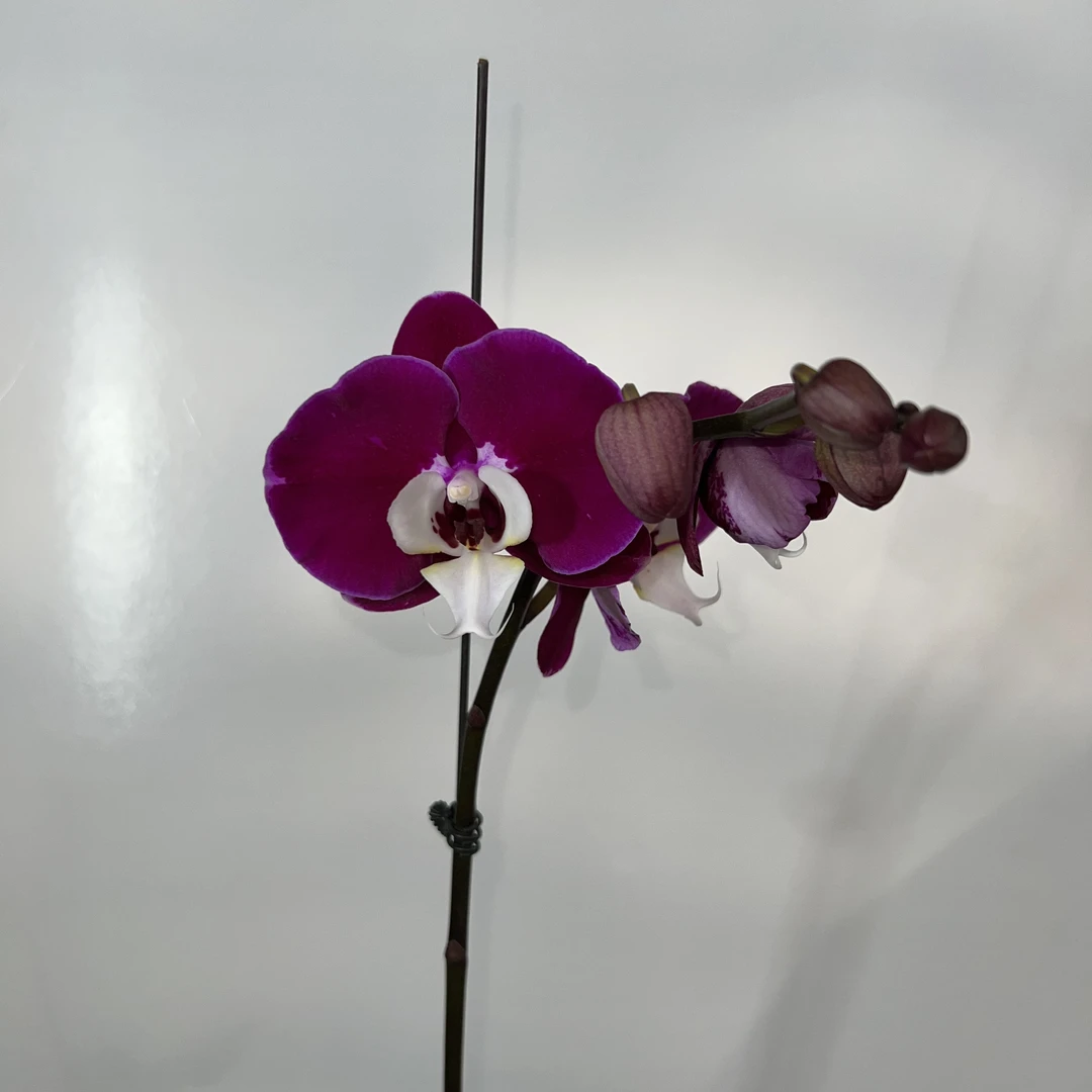 予兰花卉（米歇尔）带花3.5寸杯发货