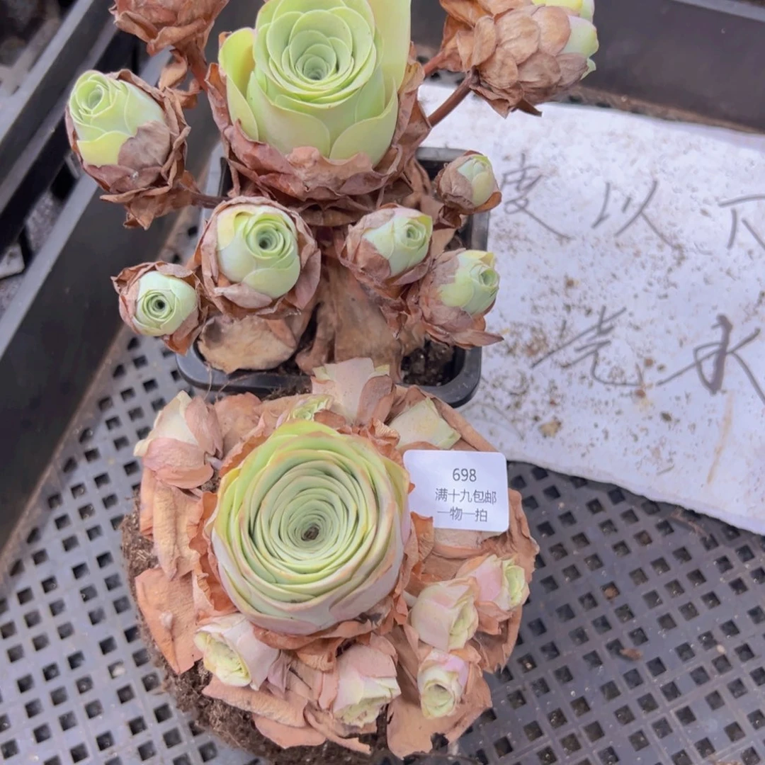 698 侧牙掉了不包损无售后