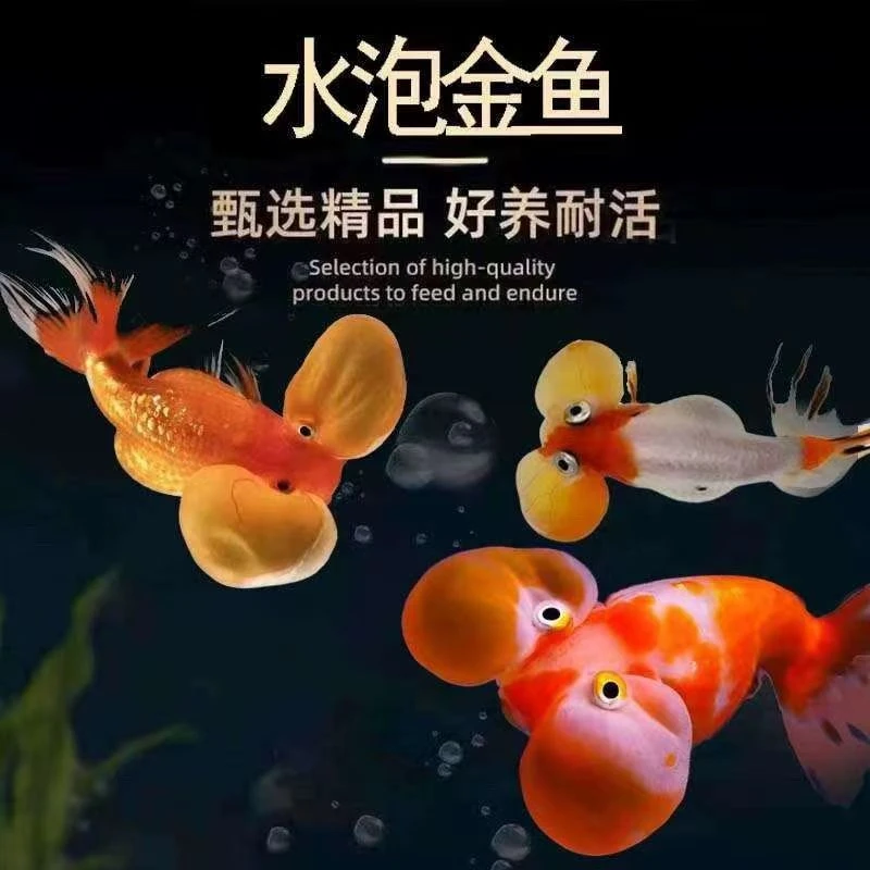 稀有水泡鱼苗精品红水泡眼鱼肿眼泡冷水观赏鱼幼鱼五花金鱼观赏鱼