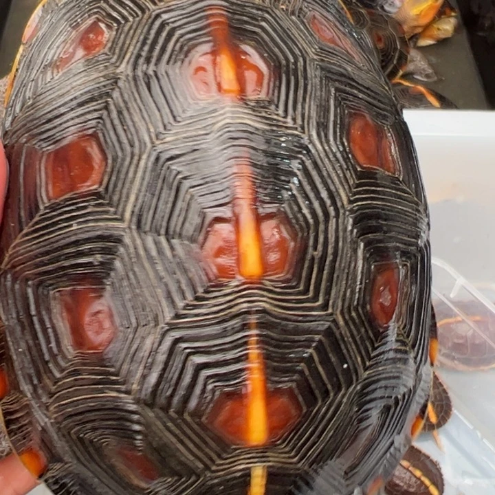 母绿毛龟一****师啦啦了啦