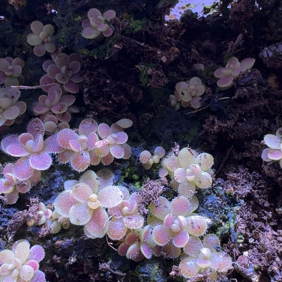 紫***?捕虫堇活力苗5品种各2颗，0.5-1厘米