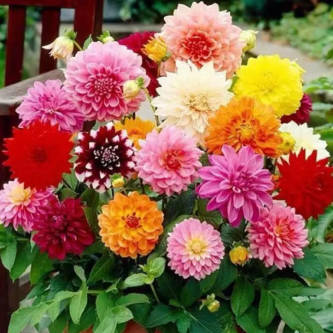 重瓣小丽花盆栽多年生庭院阳台观花绿植花卉