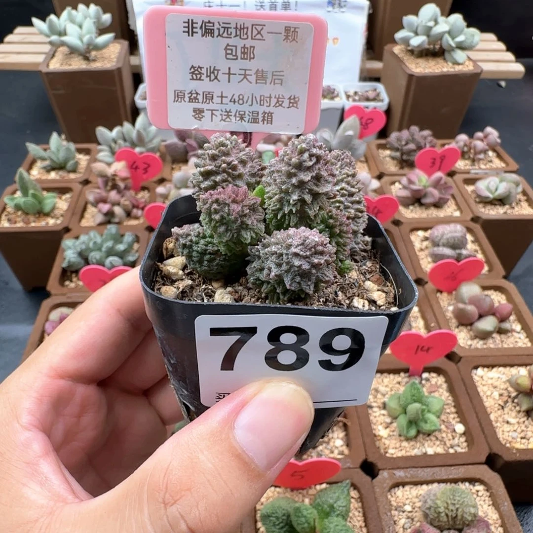 789朱紫玉多肉植物