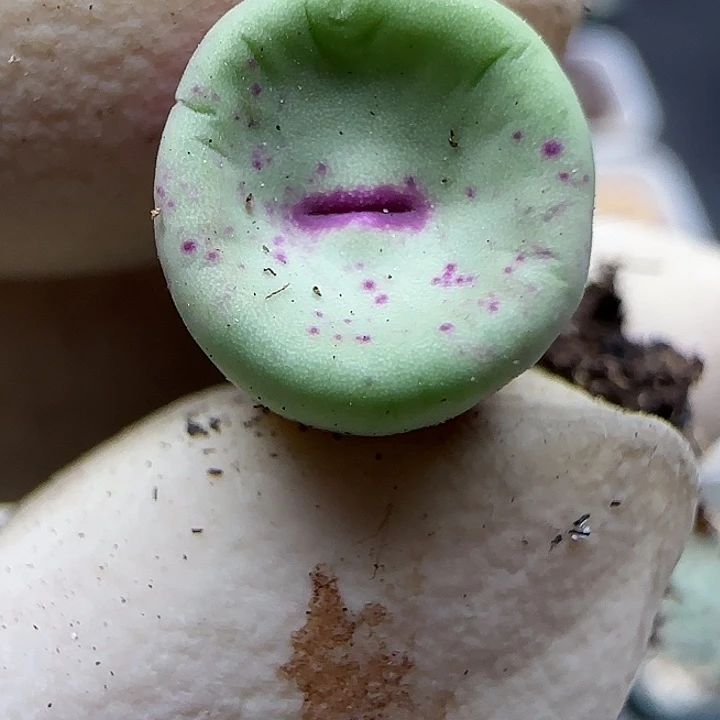 734园艺优选红嘴427