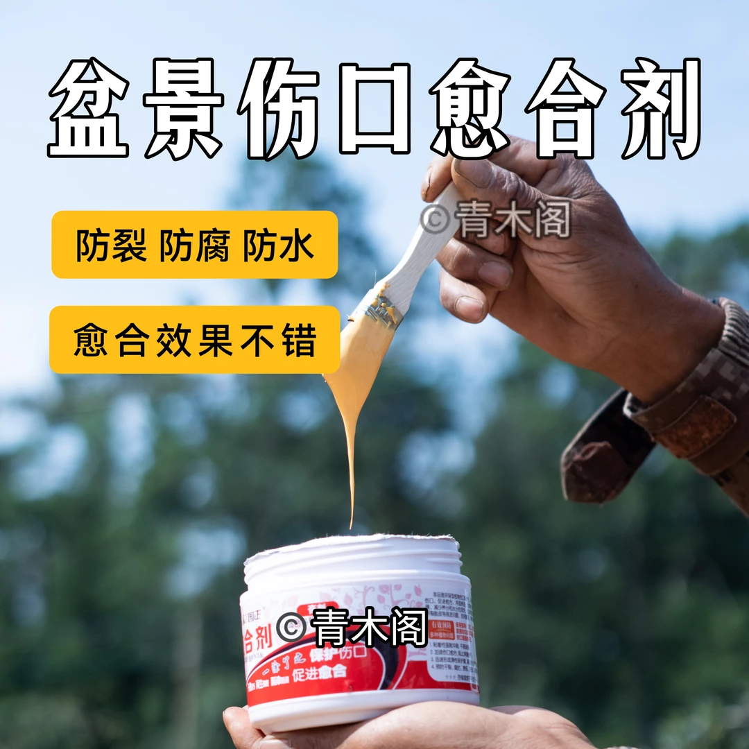 盆景伤口愈合剂愈伤涂膜植物盆景树木修剪果树封口防腐涂抹愈合膏