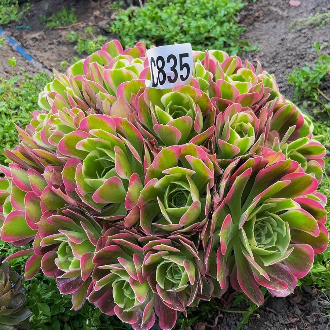 白凤法师14–4包邮