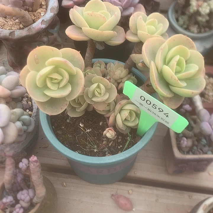 594UK里来咯咯摸摸弄