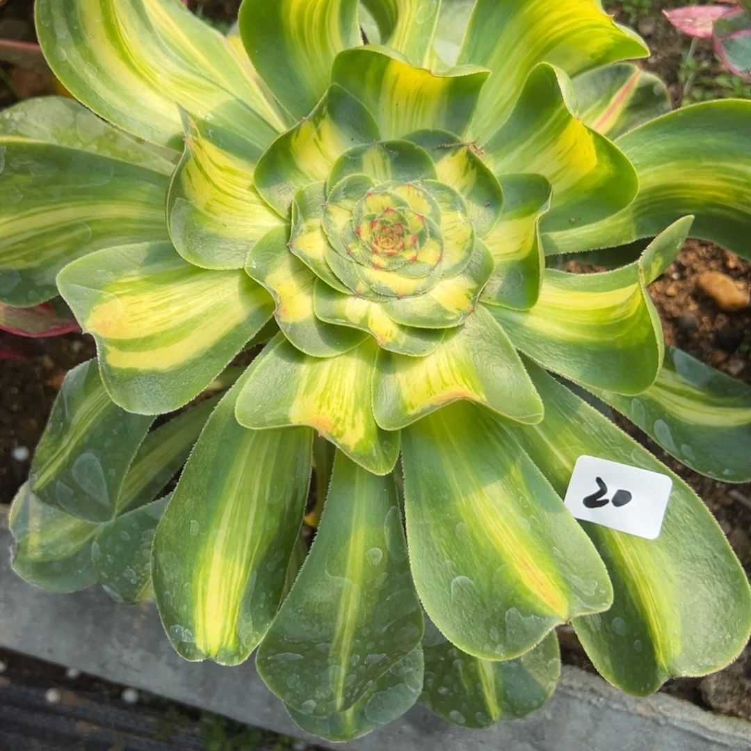 20暴君多肉多肉多肉