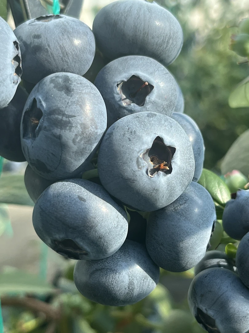 丹东L25花香蓝莓