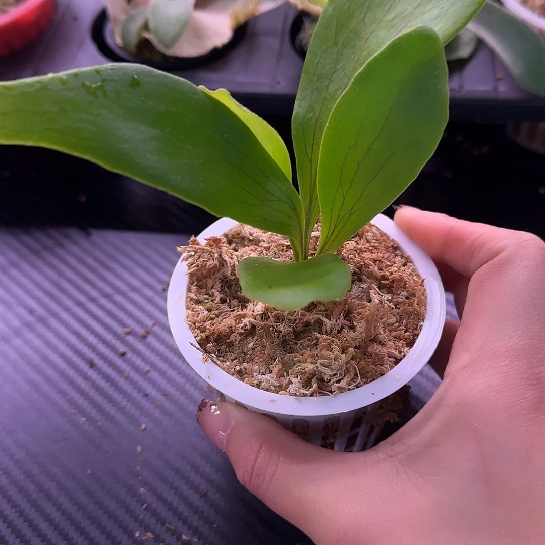 深绿龙鹿角蕨孢子苗