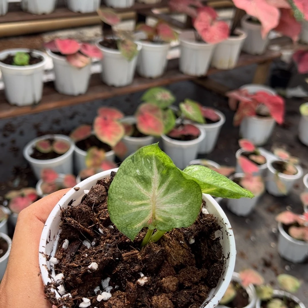大部分开放少量花苞橙***猫B012