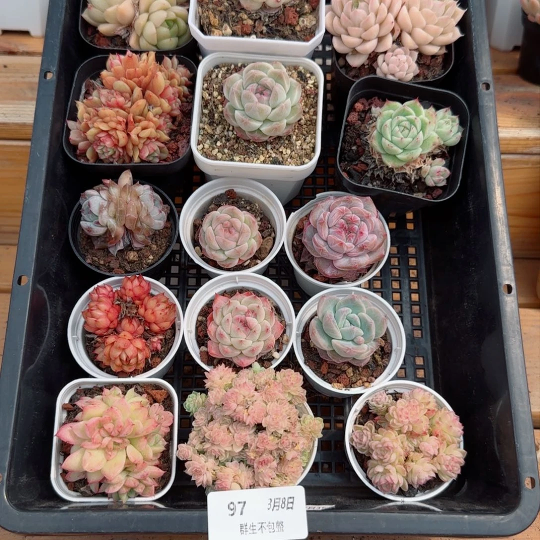 框拍框拍0308-97