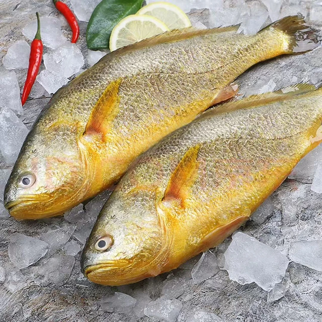 2条无冰大黄花鱼500-600克/条*2条