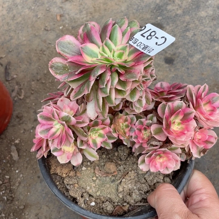 876倾城朵朵123456789