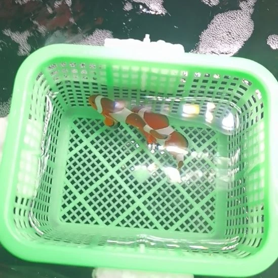 4+，5+公子各一条海水鱼