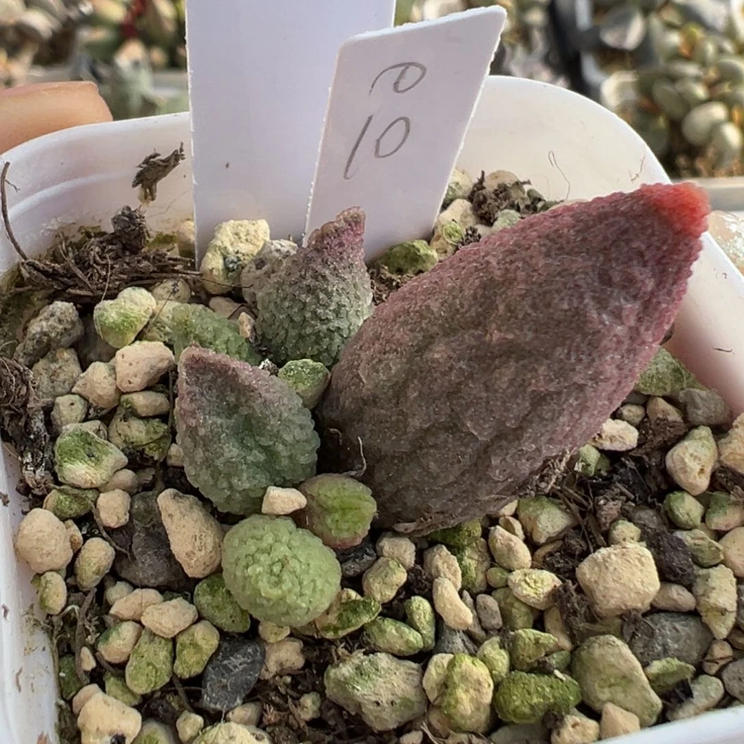 实生多肉植物水泡40