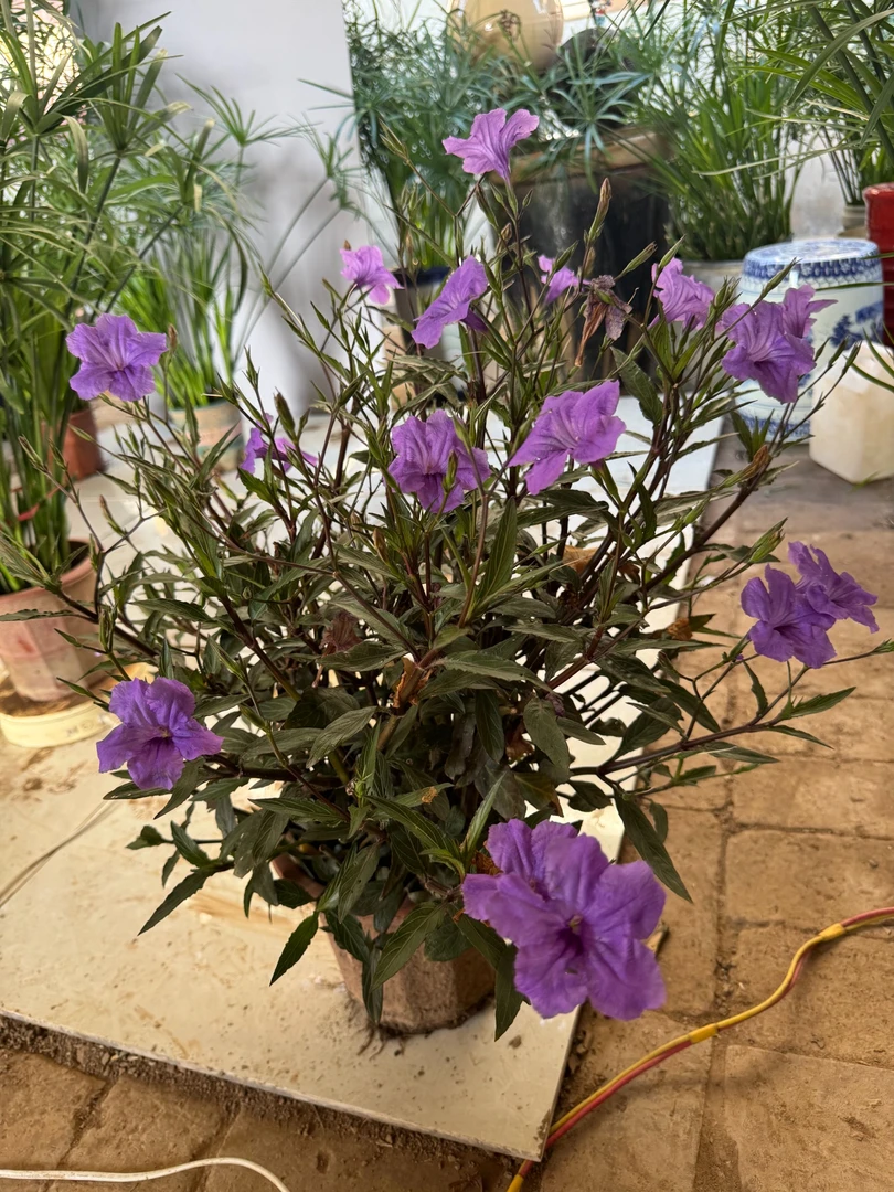 紫翠芦莉兰花草带花苞绿植植物客厅绿植盆栽室内室外阳台紫色的花