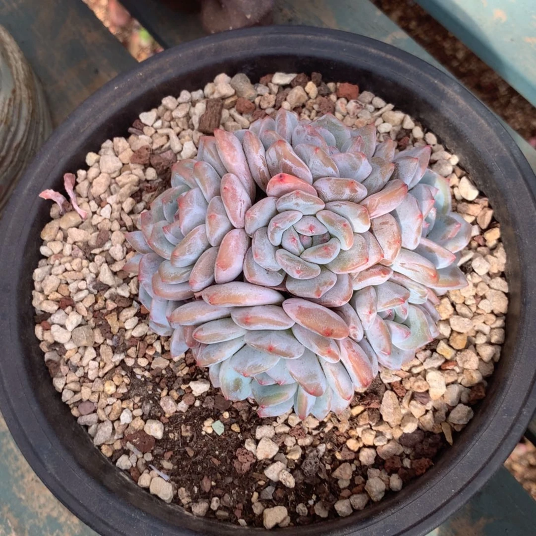 无花朵哈哈哈哈哈哈哈哈哈33