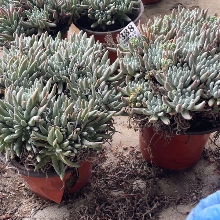 青**水338号雪花 2颗多肉