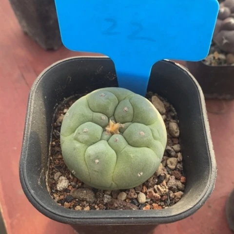 实生鱼单4仙人球