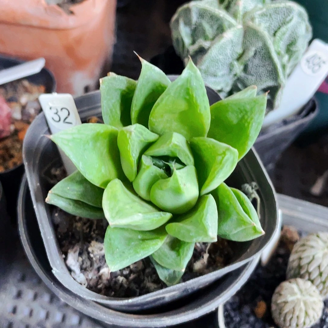 非偏远地区满25包邮仙人球