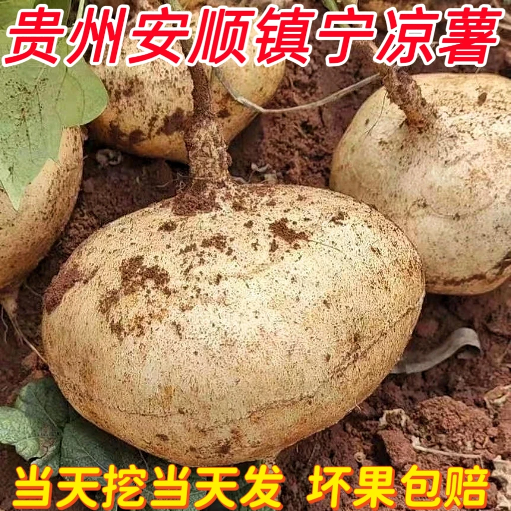 贵州安顺镇宁新鲜现挖地萝卜凉薯脆甜多汁当季水果