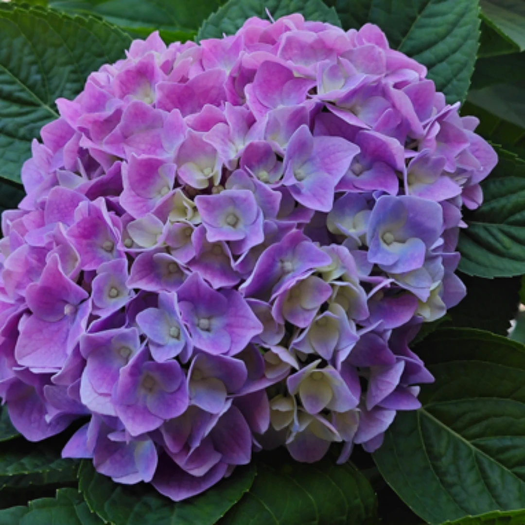 【水晶】带盆带土四季植物开花大花重瓣绣球花阳台绿植