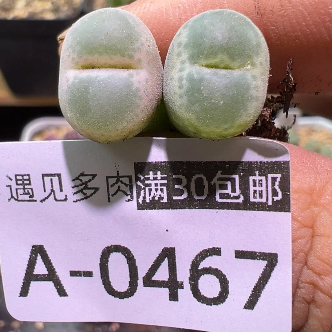 多肉植物11111111111