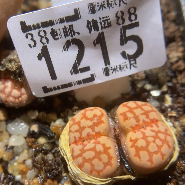 Sss精品生石花1215