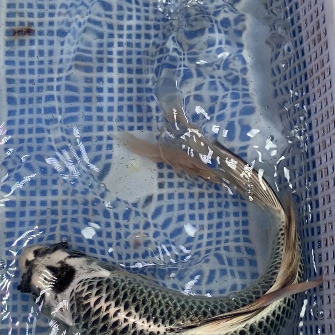 锦鲤冷水锦鲤包邮