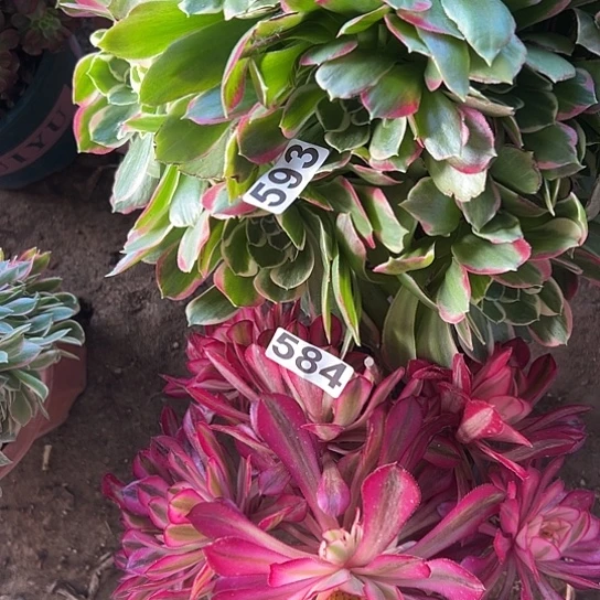 静**远多肉植物两个