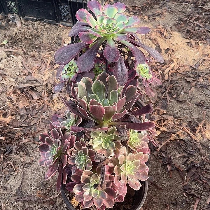 2棵玫瑰玫瑰玫瑰玫瑰