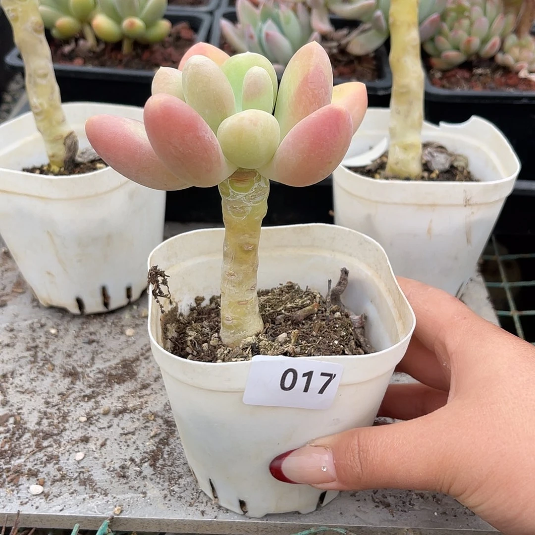 D****)奶油芒果。 017。 11111111