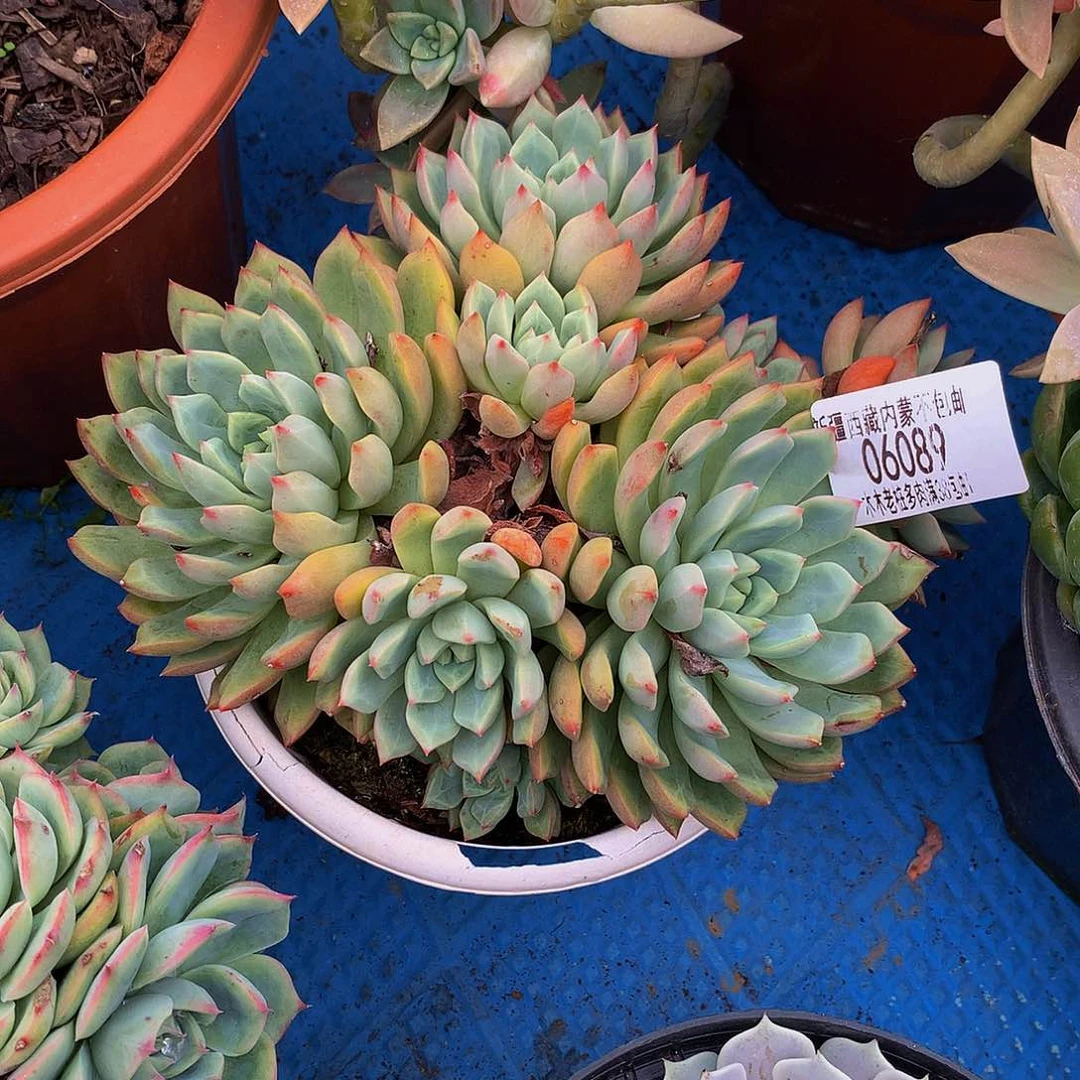 猎***人   血燕多肉06089