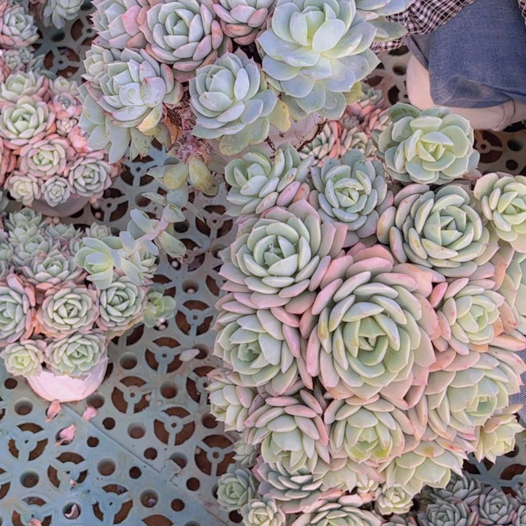 恋曲两颗一单包邮