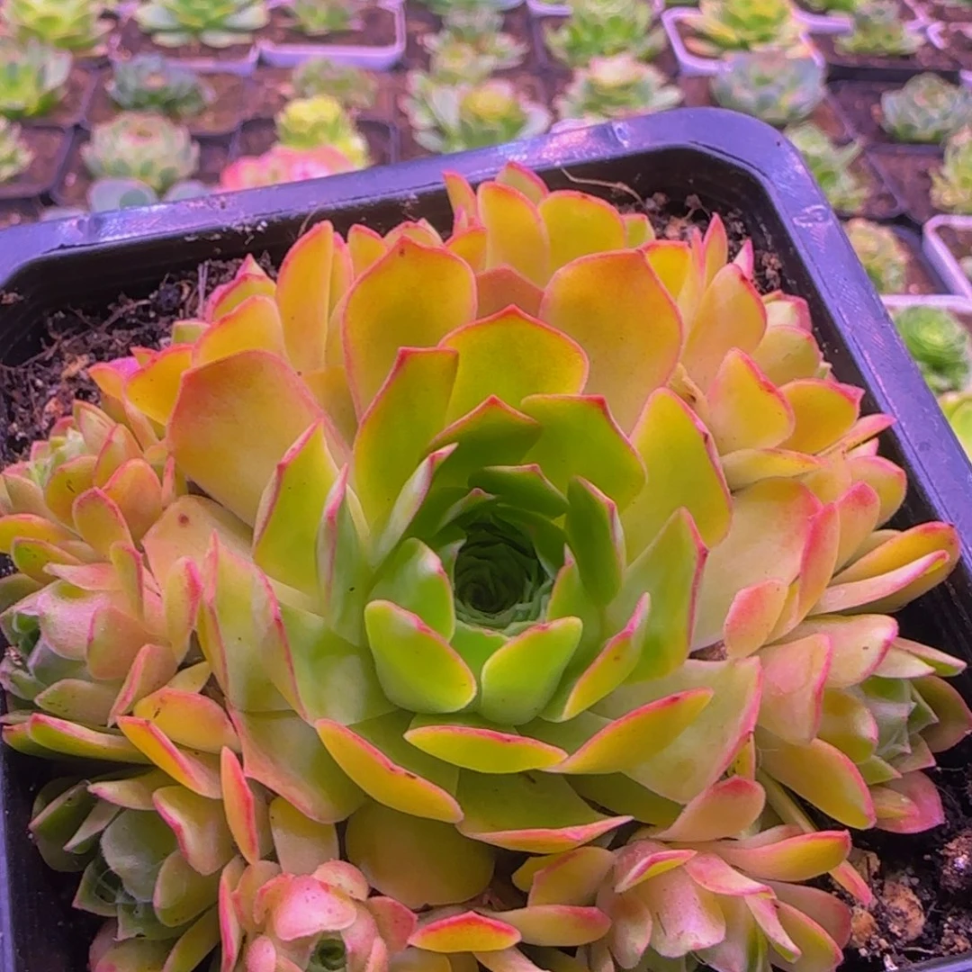 幻影捧花135356868543568642566