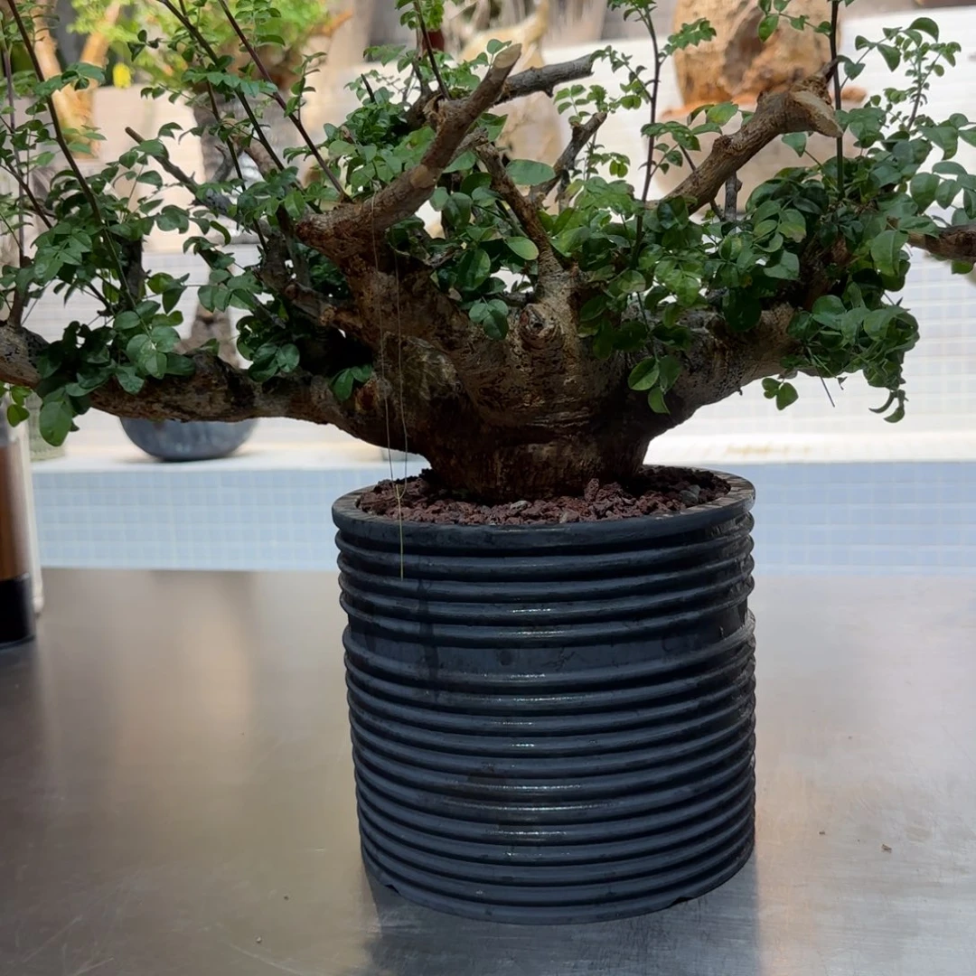 小***书穆勒橄榄一拍一物11