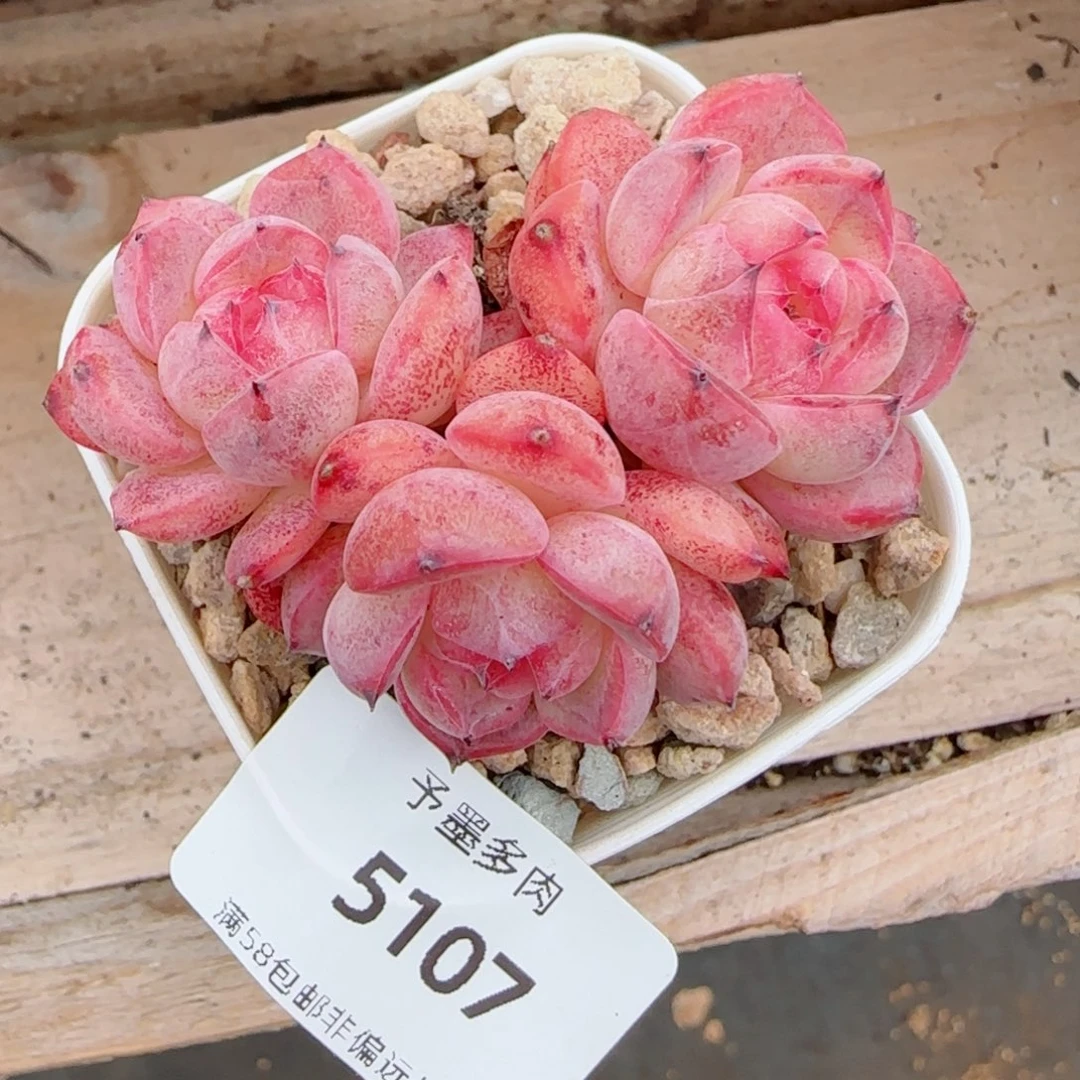 森林玫果，5107多肉