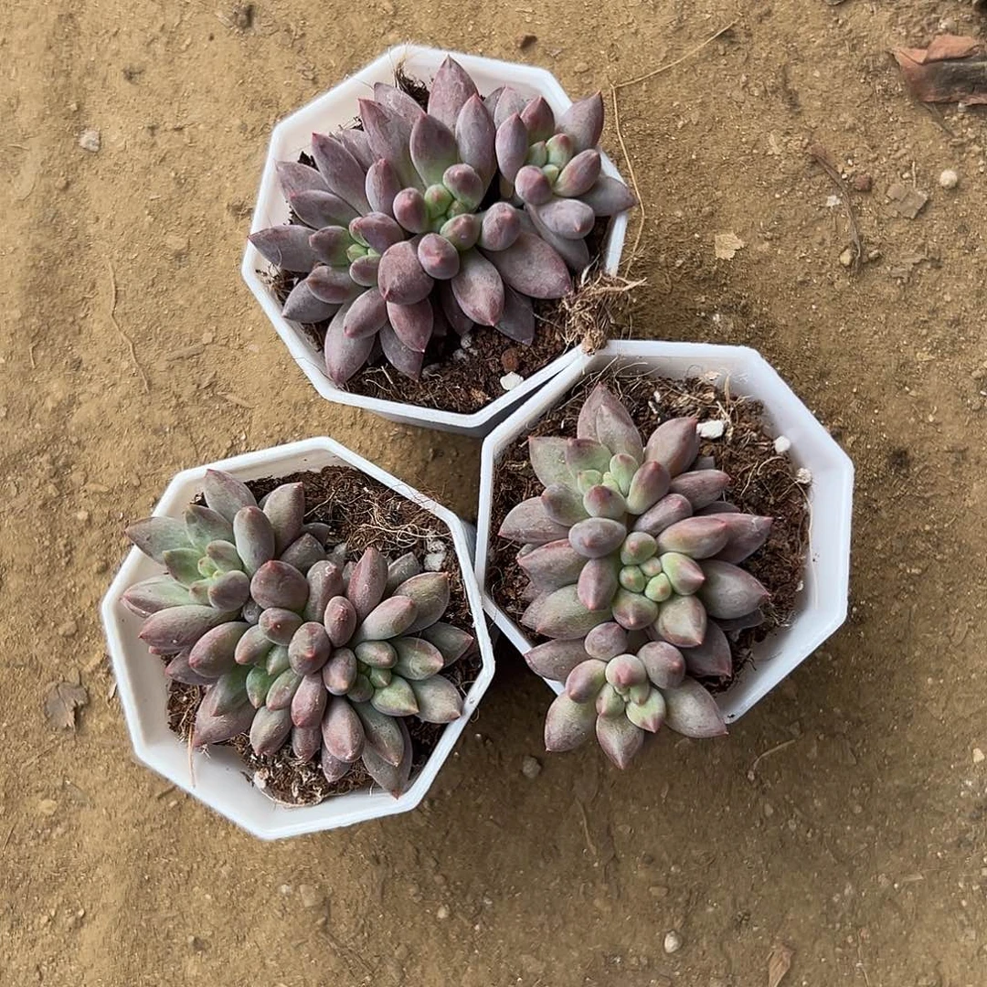 多肉植物三颗车厘子