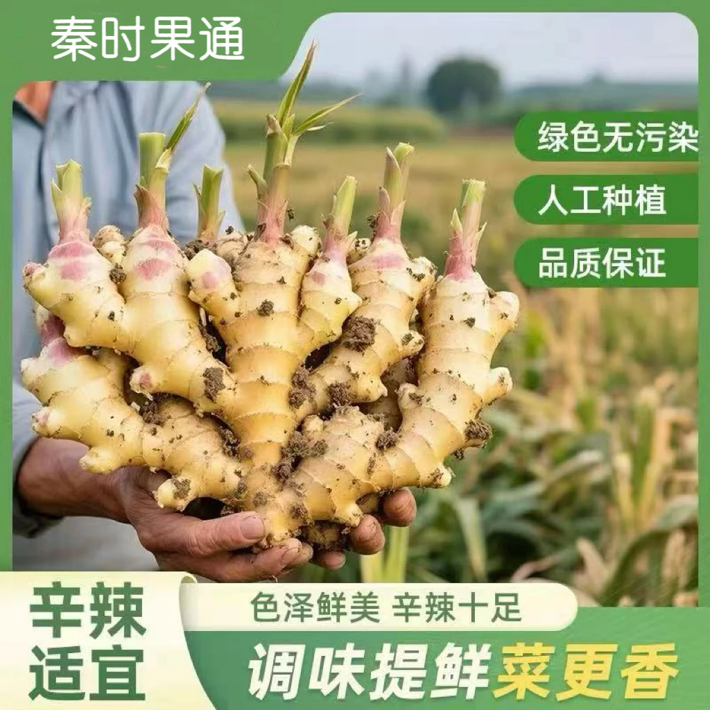 2025陕西秦岭嫩芽鲜姜现挖现发带泥发货不水洗无科技产地直发