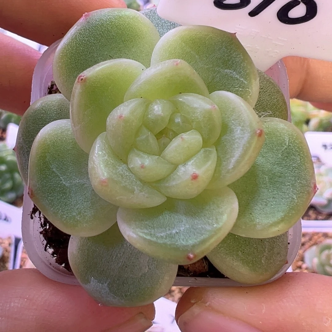 810号甜心628晗雨多肉