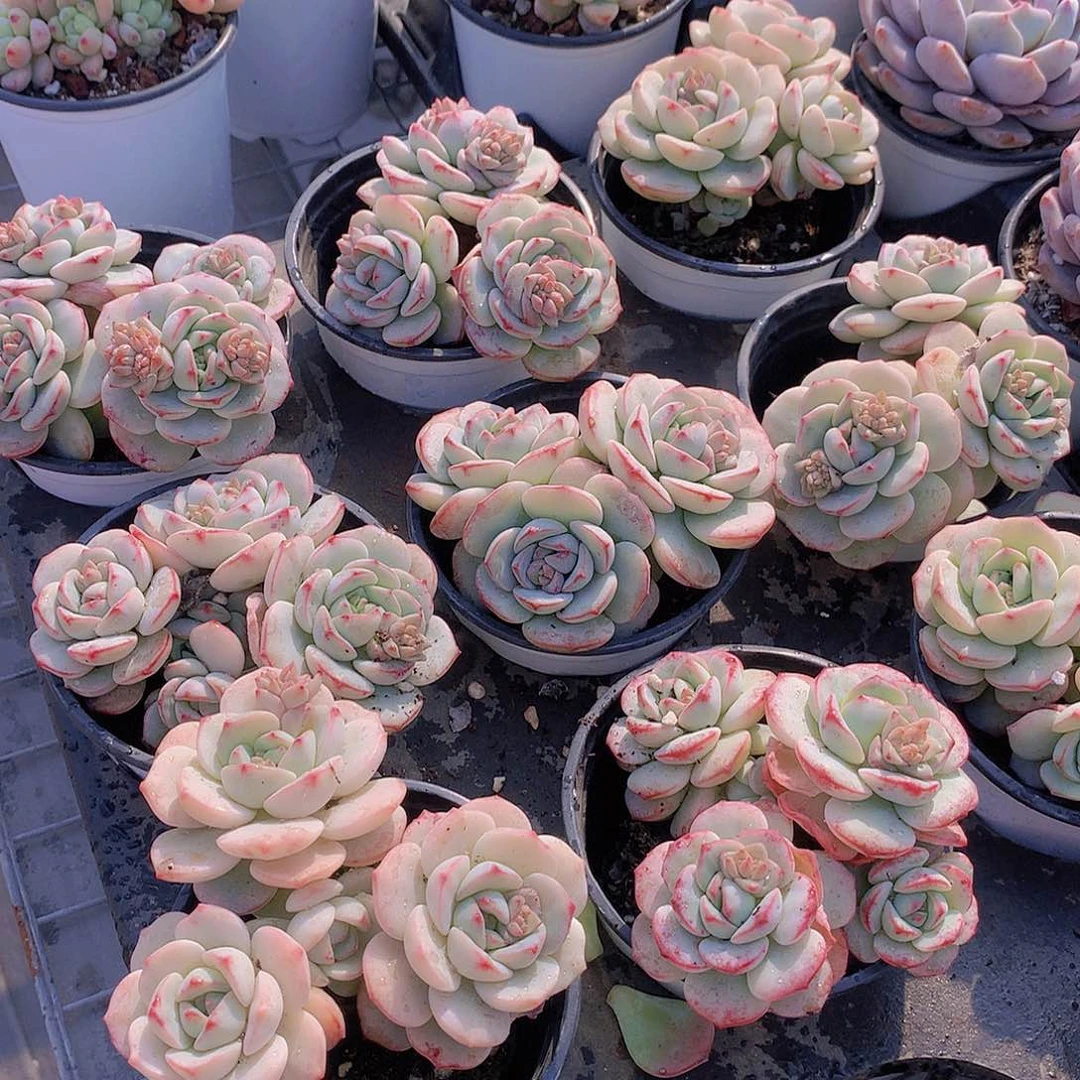 香草碧斯3456777890000