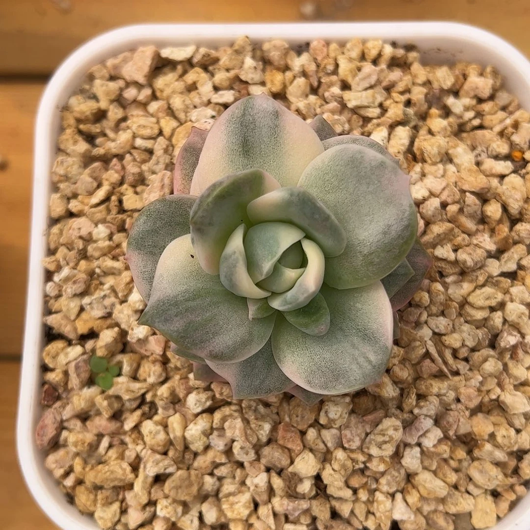 可爱玫瑰彩锦 婕宝一物一拍