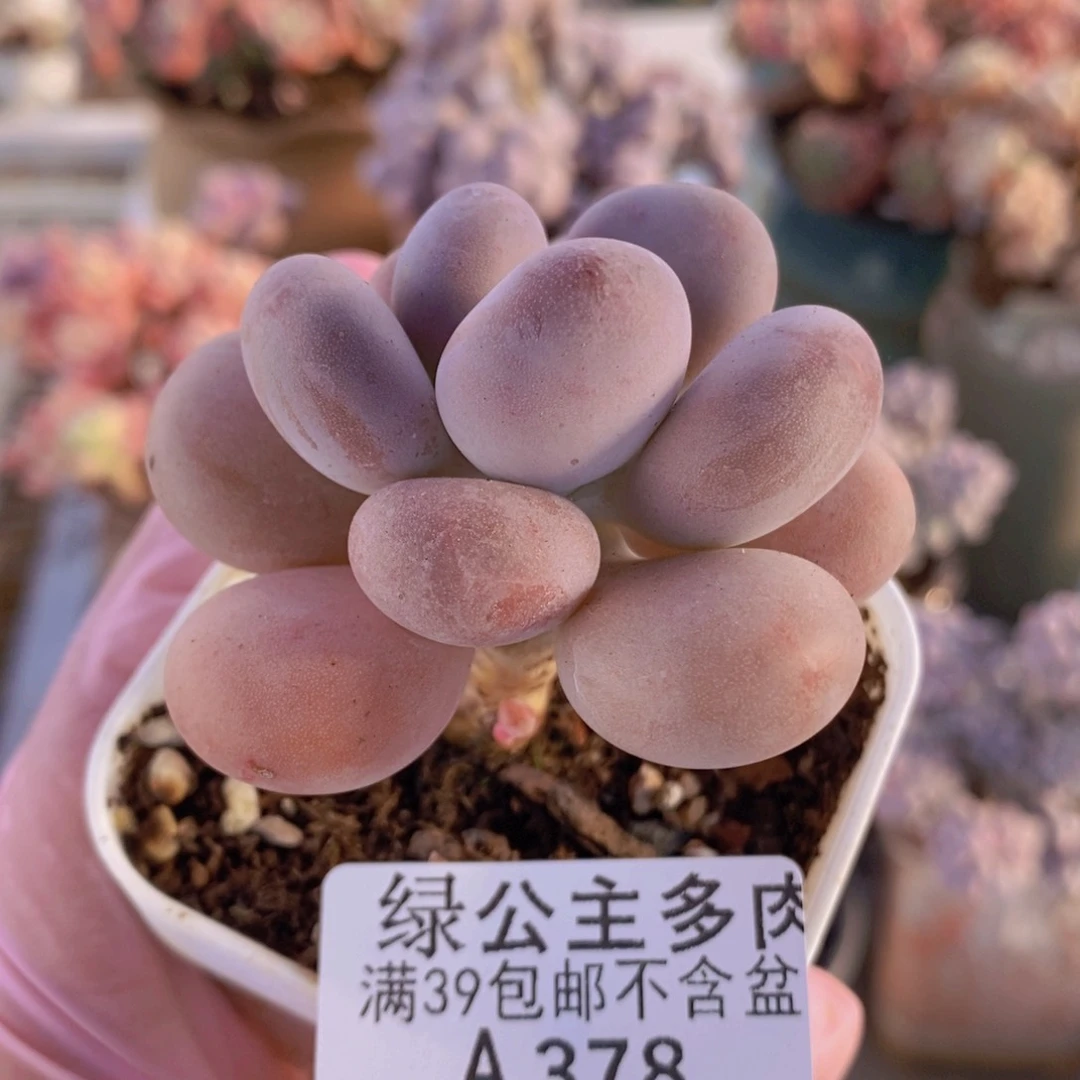 橙雪球单头378多肉植物