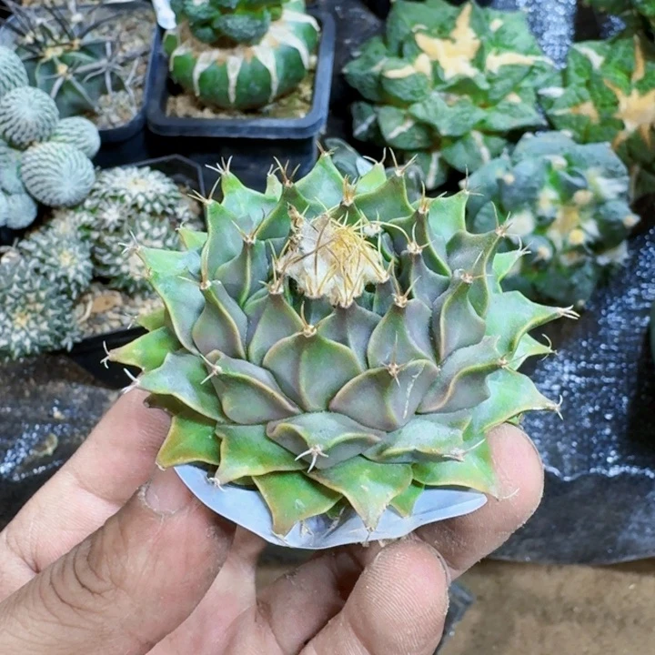 福利自根帝冠371