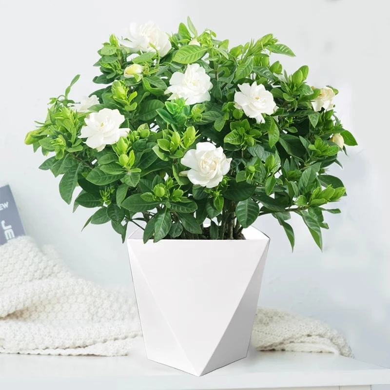 栀子花盆栽花卉植物带花苞桌面水培绿植节开花室内客厅耐寒摆放