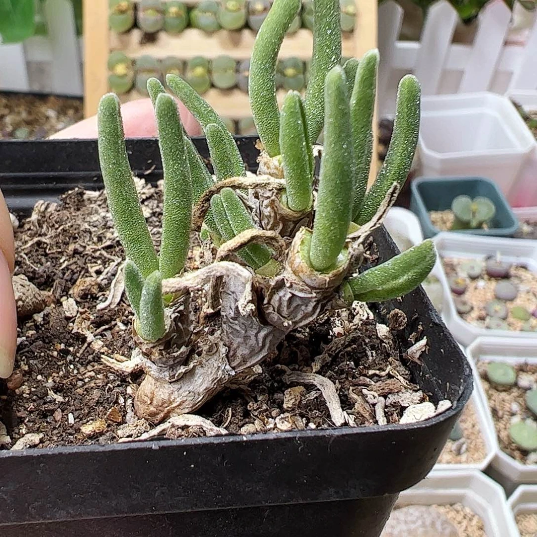 碧光环兔子脱土发…………………