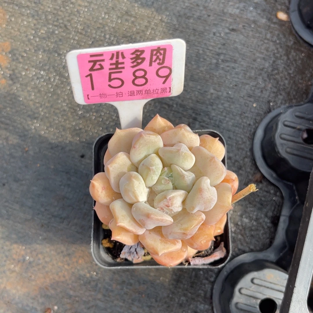 云尘多肉一物一拍1589