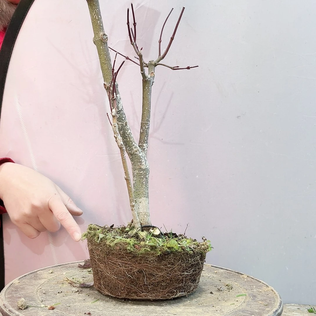 一*高端盆栽红枫